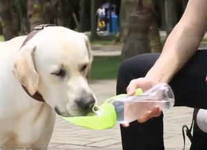 Hunde Getränkeflasche PETROL