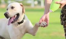 Lade das Bild in den Galerie-Viewer, Hunde Getränkeflasche LACHS
